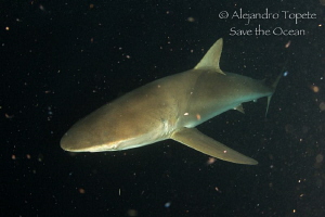 Silky Shark in Space, Socorro Island Mexico by Alejandro Topete 